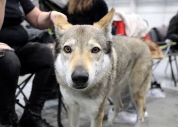 EAttachments9200809d38ad119c16e3ce58d830f23f5572286 xl