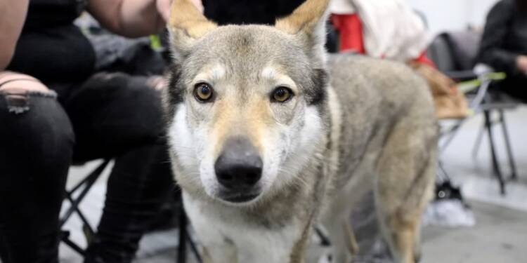 Międzynarodowa Wystawa Psów Rasowych w Lublinie 1 EAttachments9200809d38ad119c16e3ce58d830f23f5572286 xl