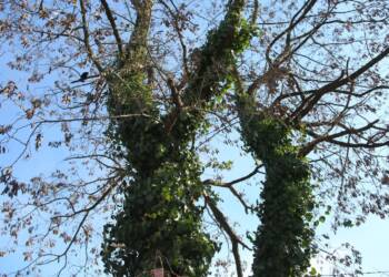 Drzewo spadło na trakcję. Opóźnienia na linii kolejowej do Warszawy 2 EAttachments92035037b9d0fcd5f3175f0dc9117210c6dd5f5 xl