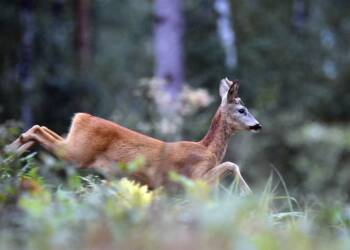 EAttachments9203755137dedc5daea6fe6e7981dcf9d10bf31 xl