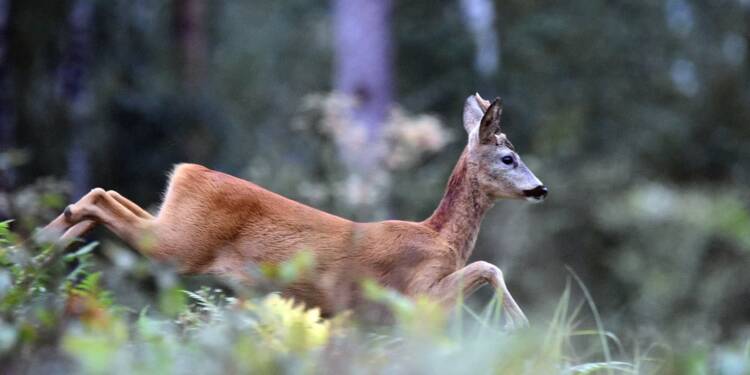 Myśliwi walczą o bezpieczeństwo lotów. Zwierzyna na celowniku 1 EAttachments9203755137dedc5daea6fe6e7981dcf9d10bf31 xl