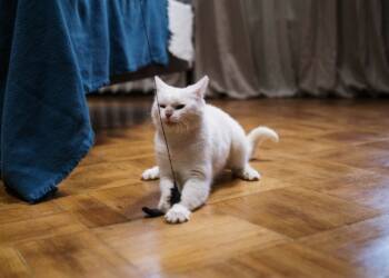 16.12.2025 Chwila dla pupila - pomysły na prezent dla kota 2 EAttachments920475547ae090f6e850bc34e501ec0ff516042 xl