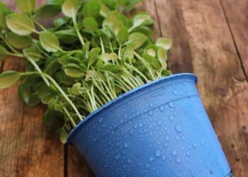 16.12.2025 Agrobiznes - integrowana ochrona roślin 4 EAttachments920661119685810d8cae0349ce7bbb89ff996e9 xl