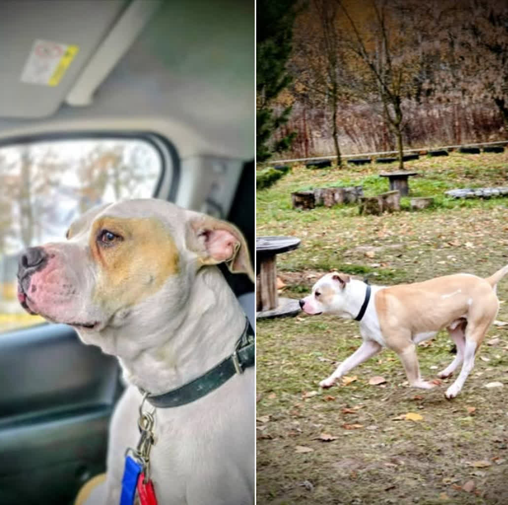 Adopcja w trybie pilnym! Psy z zamojskiego schroniska czekają na człowieka