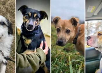 EAttachments920769896299b46b4b1cdd3a24f1cf6f5e4eb54 1 xl