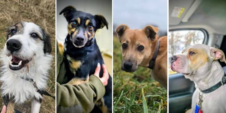 EAttachments920769896299b46b4b1cdd3a24f1cf6f5e4eb54 1 xl