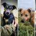 Adopcja w trybie pilnym! Psy z zamojskiego schroniska czekają na człowieka 10 EAttachments920769896299b46b4b1cdd3a24f1cf6f5e4eb54 1 xl
