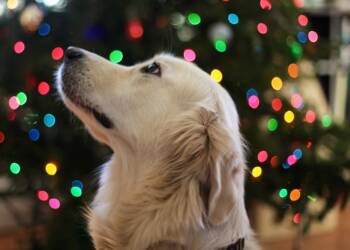 EAttachments92113314183ba0a90e9b2cd8298901fe7f415cd xl