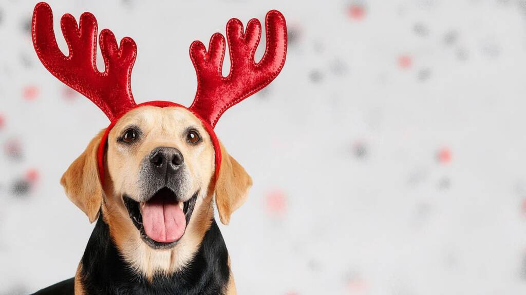 Święta bez szkody dla pupila. Jak zrobić bezpieczne wigilijne przekąski dla zwierząt? 1 EAttachments9211826c8714ecd507f04fc4f840d09ee4e244d xl