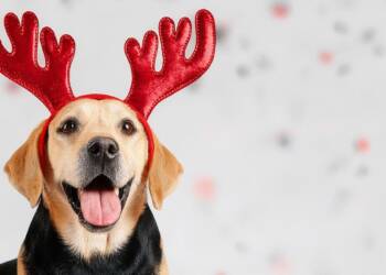 Święta bez szkody dla pupila. Jak zrobić bezpieczne wigilijne przekąski dla zwierząt? 7 EAttachments9211826c8714ecd507f04fc4f840d09ee4e244d xl