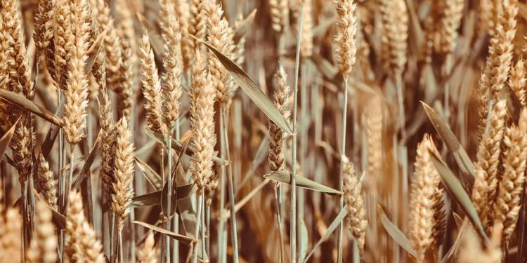 EAttachments92172705d45ae08f9ece2be37cad652d0bd8f18 xl