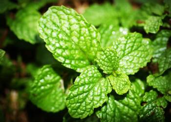 EAttachments9221473f1baf3fc090f2e70f9c6a6df0f190698 xl