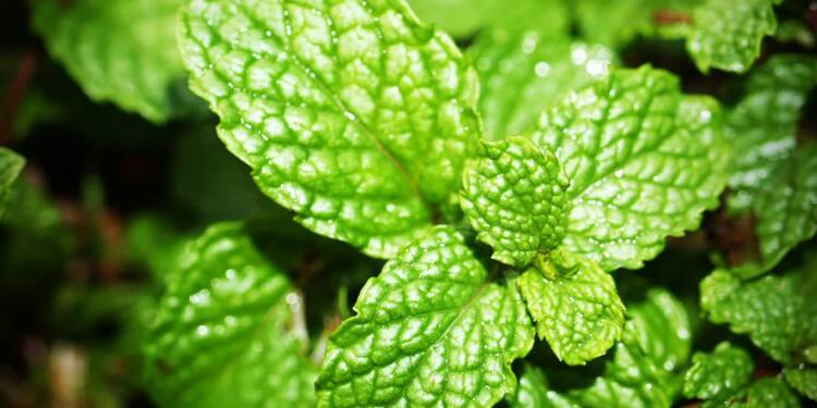 EAttachments9221473f1baf3fc090f2e70f9c6a6df0f190698 xl