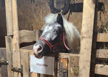 EAttachments922147578734e6daf88ae44b112fd6e71762e00 xl