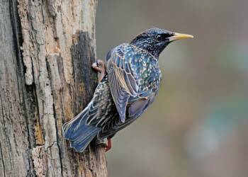 27.12.2025 Trele morele - czy ptaki mówią ludzkim głosem? 6 EAttachments92229029bf4043ea5f63af6257ee852769b0356 xl