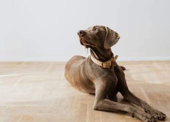 EAttachments92235210149aead0eea2b329ad33e53c09eafb7 xl