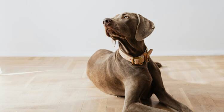 EAttachments92235210149aead0eea2b329ad33e53c09eafb7 xl