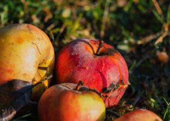 EAttachments9224279ddae6cc94d516330a6801df628805bce xl