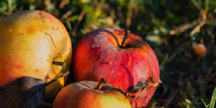 29.12.2025 Agrobiznes - pomoc finansowa dla ogrodników i sadowników 1 EAttachments9224279ddae6cc94d516330a6801df628805bce xl