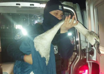 EAttachments9225741dacbba94c9e71b153dab5c097d5c73bf xl