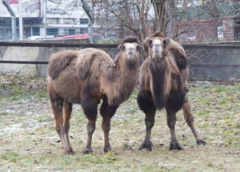 EAttachments9226195739da11e64d629ab0833946417a85e9e xl