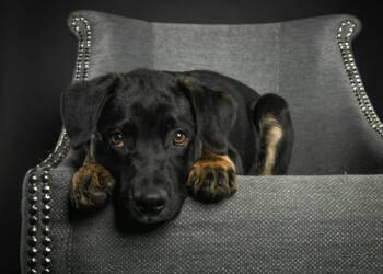 EAttachments92471721d620c59542f7d148b7783a9a86e2767 xl 1024x902 1