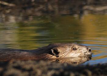 EAttachments1083558cb710c19ccd6cd2063b1df1cdb1a736a