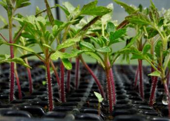 EAttachments5235249c39a03be9c4523f6142ed4e4387a0850