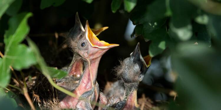 03.01.2026 Trele morele - badania nad pisklętami 1 EAttachments9250778abc9ac08dfa6f2f8db21d7e7cf9e5475 xl
