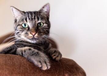 EAttachments925338908af1faee1aff214257260e58a420846 xl