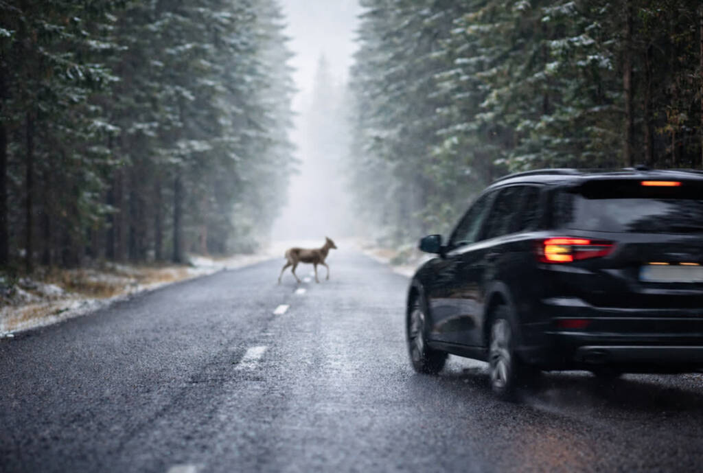 Leśne zwierzęta na drogach. Policja apeluje o ostrożność 1 EAttachments9253638a80e26f9005f3560d96e5c6fe190ff78 xl