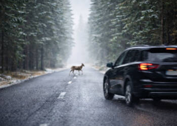 Leśne zwierzęta na drogach. Policja apeluje o ostrożność 2 EAttachments9253638a80e26f9005f3560d96e5c6fe190ff78 xl