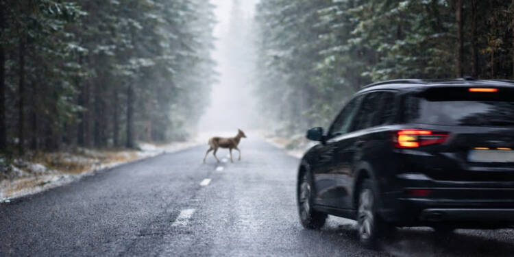 Leśne zwierzęta na drogach. Policja apeluje o ostrożność 1 EAttachments9253638a80e26f9005f3560d96e5c6fe190ff78 xl
