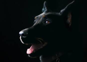 EAttachments9255162061e41bd186b4d848498012bc8d0b9a9 xl