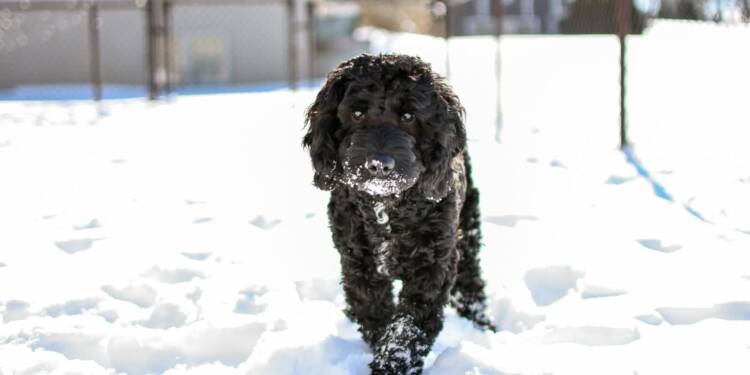 Zadbajmy o nasze czworonogi! Silne mrozy śmiertelnie niebezpieczne 1 EAttachments92587826fb3837309c009d35db9fe665307a729 xl