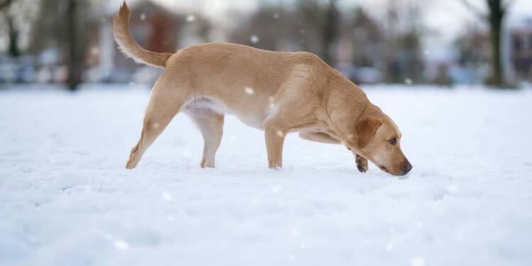 08.01.2026 Chwila dla pupila - tropienie użytkowe krok po kroku 1 EAttachments92590113cd4bdd02b6b0d87faf846f94c3867bd xl