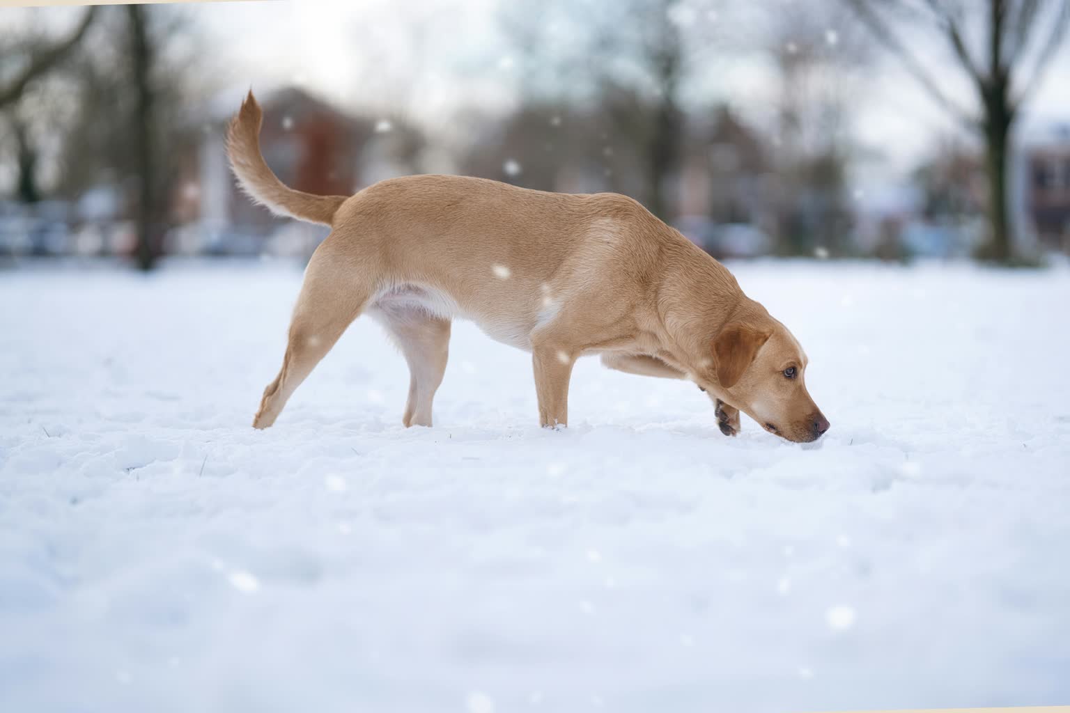 08.01.2026 Chwila dla pupila – tropienie użytkowe krok po kroku