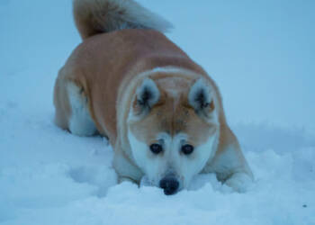 EAttachments92609222061d45301e2653b4e6ba49ffe4ac163 xl