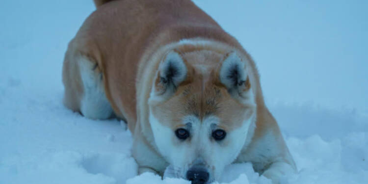 EAttachments92609222061d45301e2653b4e6ba49ffe4ac163 xl