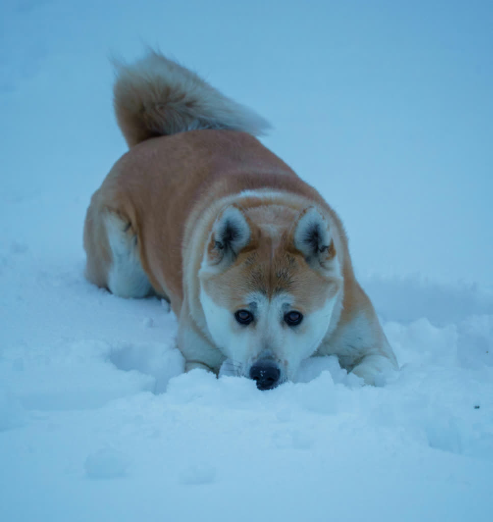 09.01.2026 Chwila dla pupila – zalety i wady tropienia użytkowego