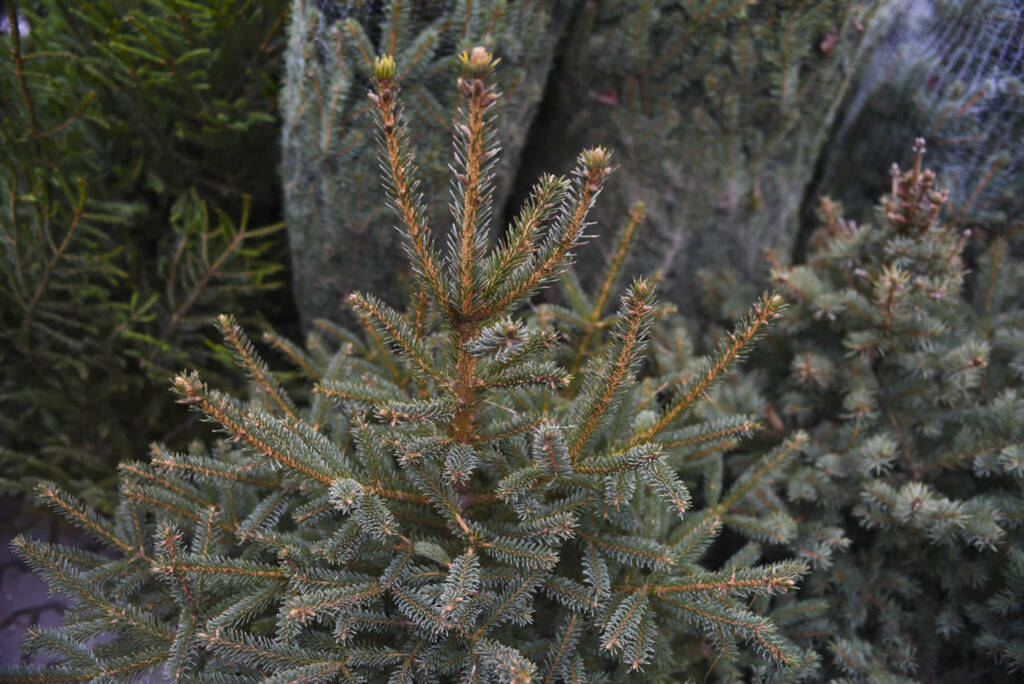 EAttachments92611254a8e4812f93cb72131135d73a72b0780 xl