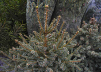 EAttachments92611254a8e4812f93cb72131135d73a72b0780 xl