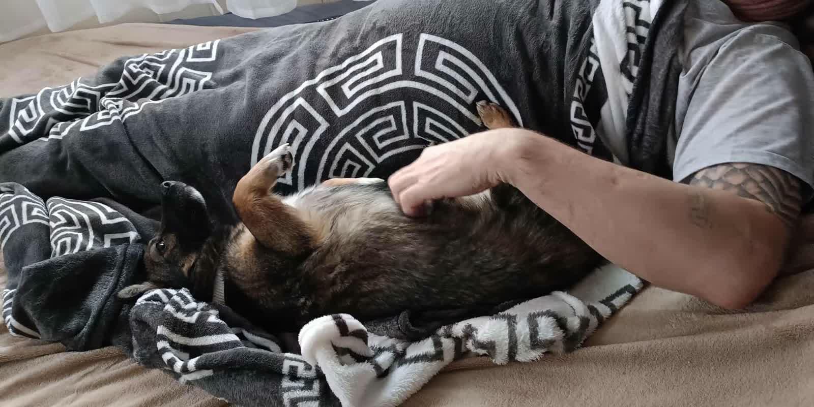 Żeby łapy nie były zmarznięte. Trwa akcja bialskiego schroniska 3 612020934_1303755438452224_2201796894211033752_n.jpg