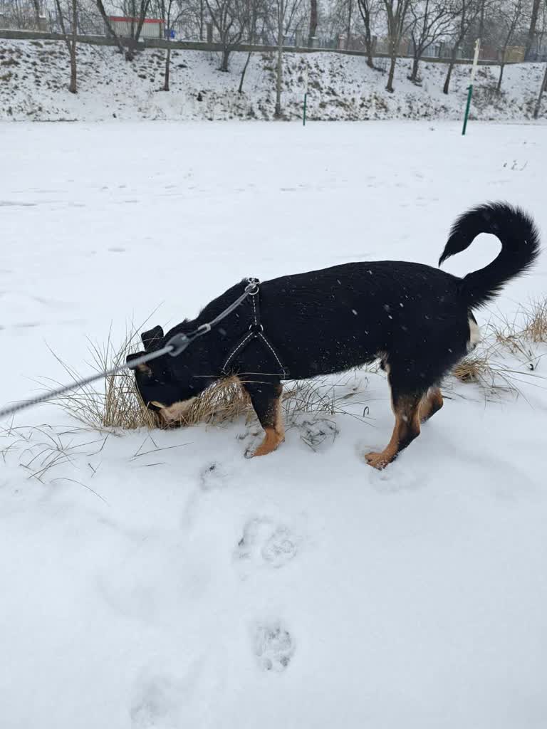 Żeby łapy nie były zmarznięte. Trwa akcja bialskiego schroniska 2 613086978_1304531141707987_3390239001216351859_n.jpg