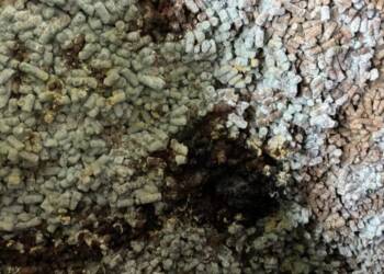 EAttachments926602195fb3958cf841cccafb9f922fb1650e1 xl 1024x576 1