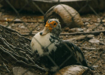 EAttachments92671970d5bf789b04d0efa83665522ec579864 xl