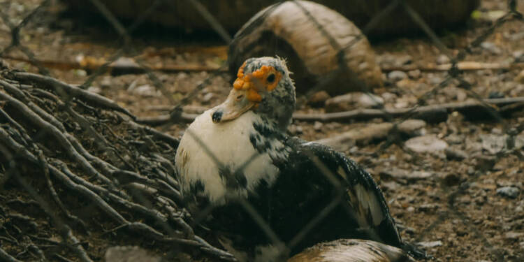 EAttachments92671970d5bf789b04d0efa83665522ec579864 xl