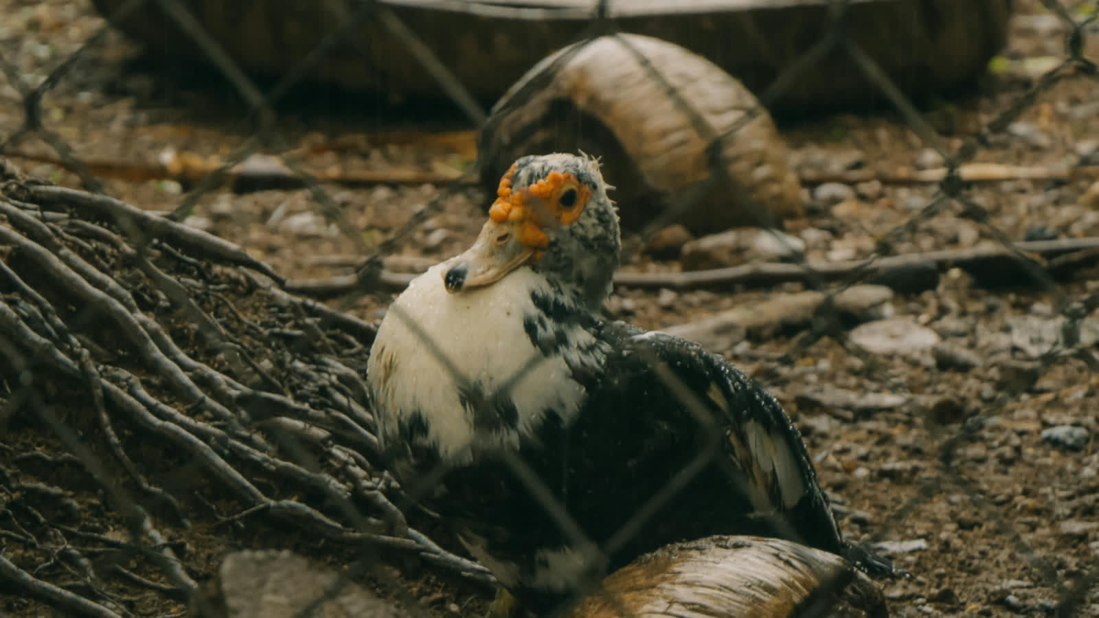 Kolejne ogniska groźnej choroby w Lubelskiem