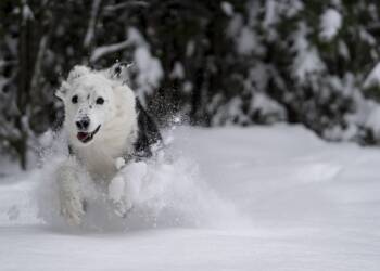 EAttachments92680806344f83ecf73377124d90eda625a4b80 xl