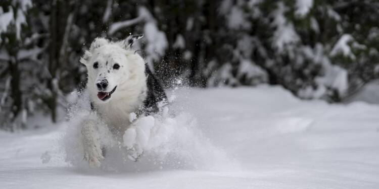 13.01.2026 Chwila dla pupila - o kulkach śnieżnych pod łapami psa 1 EAttachments92680806344f83ecf73377124d90eda625a4b80 xl